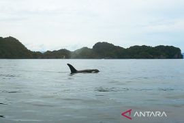 Peneliti temukan kehadiran paus pembunuh di perairan Kaimana
