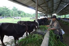 Disnakkeswan Pasuruan perketat KIE kepada masyarakat terkait PMK