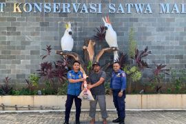 BKSDA Maluku terima penyerahan seekor satwa Ular Sanca Kembang dari Damkar Ambon