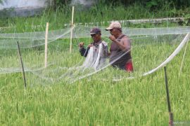 Pemasangan jaring pelindung tanaman padi
