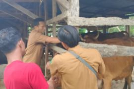 Ini yang dilakukan Pemprov Sumut demi cegah penyebaran  penyakit mulut dan kuku