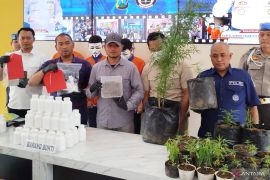 Polres Batu ringkus seorang pria tanam 62 batang pohon ganja