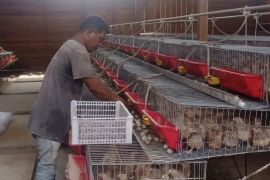SIG&nbsp;bantu kelompok peternak Puyuh Andalas produksi 4.000 telur/hari