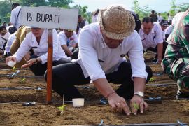 Peringati Hari Desa, Pemkab Buleleng tanam cabai di taman kota