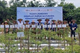 Inovasi pupuk batubara-NPK sukses panen cabai di Tapin