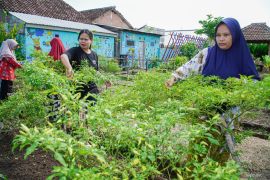 Upaya mewujudkan kemandirian pangan melalui ProKlim