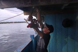 BKSDA Maluku amankan lima ekor satwa Nuri Ternate di Pelabuhan Tobelo dalam operasi pengawasan