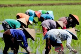 Pemkab Situbondo targetkan produksi padi tahun ini 241.266 ton