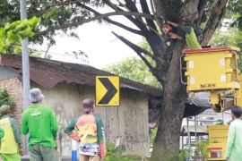 Disperkim Kota Madiun sediakan sejumlah tim antisipasi pohon tumbang