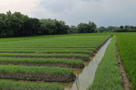 DKPP Bojonegoro targetkan produksi bawang merah naik pada 2025