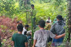 Petani sawit di Mukomuko was-was bertemu harimau yang memangsa seorang warga dan sapi
