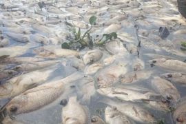 Petani Danau Maninjau kuburkan bangkai ikan