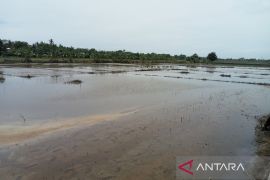 Pemkab Bantul kembangkan wilayah Poncosari sentra ketahanan pangan