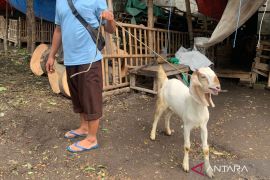 PMK masih tinggi, Pemkab Pasuruan perpanjang penutupan pasar hewan