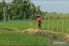 Alokasi pupuk bersubsidi 2025 untuk petani Ngawi capai 79.402 ton