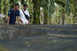 PT Timah bantu KUBE Desa Kampit kembangkan budidaya lele
