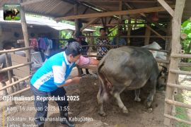 Tingkatkan populasi kerbau, Pemkab Lebak optimalkan IB