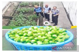Barabai Detention harvests honey eggplant for food security