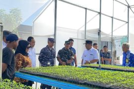 Sulbar siapkan ribuan bibit cabai