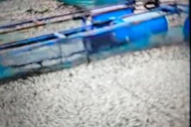 Ikan mati di Danau Maninjau bertambah 50 ton
