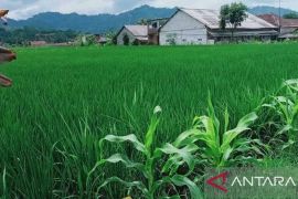 DPUTR perbaiki puluhan irigasi dukung Program Swasembada Pangan Kota Sukabumi