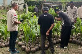Ratusan petani Banyumas-Kebumen dapat bibit kelapa