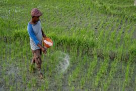 Penyaluran pupuk Urea capai 41.574 ton pada 2024