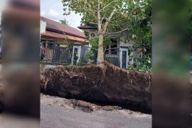 BPBD tangani pohon tumbang di Palangka Raya timpa bangunan hingga kabel listrik