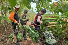 Petugas meningkatkan penanganan konflik harimau dan manusia di Pesibar