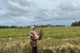 Produksi GKP di Pariaman 2024 naik jadi 21,4 ribu ton