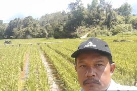 Petani Sipirok uji coba sistem mina padi, gabungkan budidaya padi dan ikan