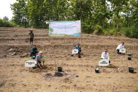PLN EPI dan Kementan memulai program tanaman energi di Brebes Jateng