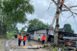 DLH Bangka libatkan PLN tebang pohon rawan tumbang