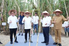 Menko Pangan Zulkifli Hasan tinjau panen tebu perdana dan Pabrik Gula Kwala Madu