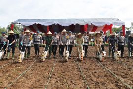 Polda Banten laksanakan gerakan tanam jagung dukung Asta Cita