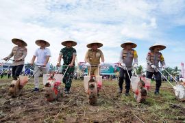 Produksi jagung di NTB 2025 ditarget capai 4 juta ton