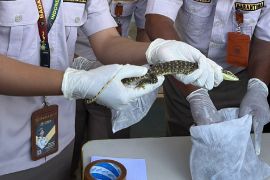 Karantina  Hewan Merauke amankan 143 ekor reptil