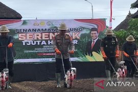 Polda Bali tanam jagung di Badung dukung swasembada pangan