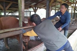 Disbunak Paser vaksinasi 4.800 sapi cegah Lumpy Skin Disease