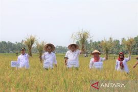 Pariaman ganti varietas padi agar tahan hama untuk tingkatkan produksi