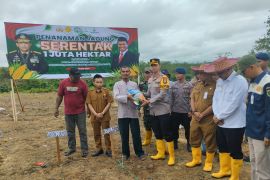 Penanaman jagung serentak di Tabalong cakup 15 hektare