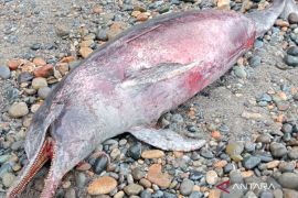 Nelayan Mukomuko temukan lumba-lumba terdampar di pantai