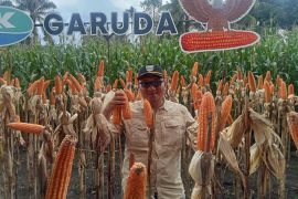 Pemkab Pasaman Barat peroleh 31.430 ton pupuk bersubsidi pada 2025