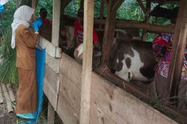 Pemkab Tasikmalaya bentuk unit reaksi cepat penanganan PMK terhadap sapi