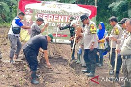 Dukung Asta Cita Forkopimcam Palabuhanratu gelar penanaman jagung
