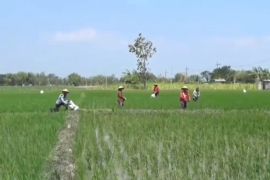 DKPP Ngawi catat produksi padi petani pada 2024 meningkat