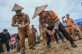 Penanaman jagung serentak di Kendari Page 1 Small