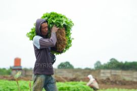 PT Timah sulap bekas tambang Bangka Barat jadi lahan pertanian dukung Asta Cita