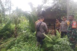 Gajah Sumatera obrak-abrik perkebunan warga di Aceh Timur