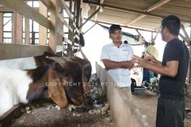 PT Timah bantu Poktan Berkah Makmur kembangkan ternak kambing